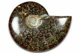Polished Ammonite (Cleoniceras) Fossil - Madagascar #365013-1